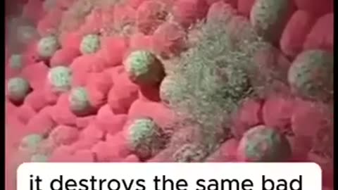 FUCK BIG PHARMA 💥MORINGA💥