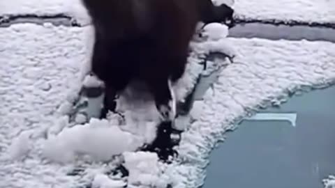 Dog's Comedy Videos 🤣 so cute videos 😍 funny videos 🤣