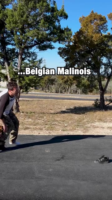 The reality of Walking my puppy