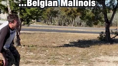 The reality of Walking my puppy