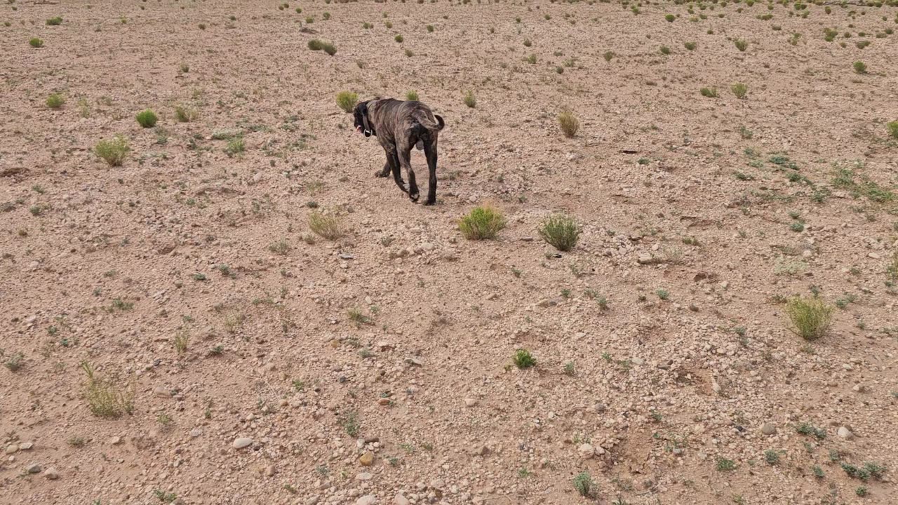 The Gypsy Stratten Protection Dog Protocol