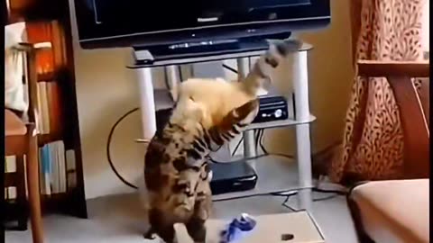 When cats start to forgot how to use their legs lol