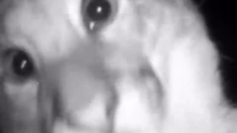 😱🐾 Wildlife Camera Fail! | FunFM