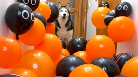 Funny dog 🐕🐶