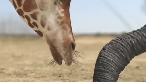 giraffe vs elephant fight for water#giraffe #giraffevselephant #elephant #shorts