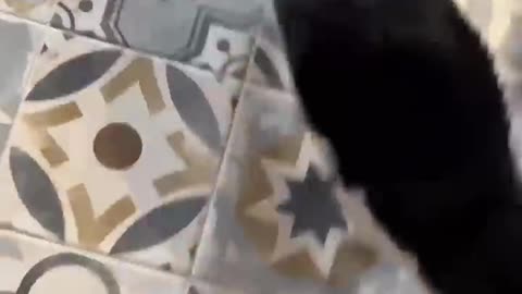 Funny videos