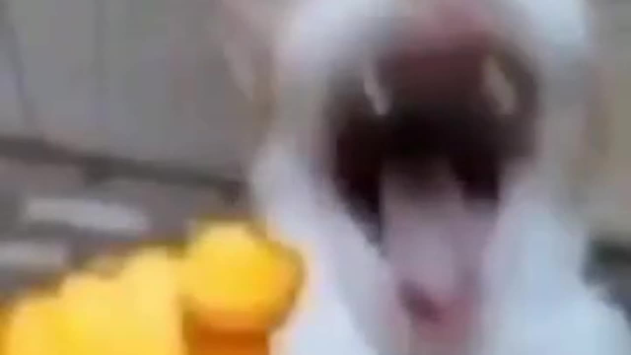 WAAAAAAA.HAAHAHAHAHA🤣😂#foryou #tiktok #fypシ #cat #meme#😂
