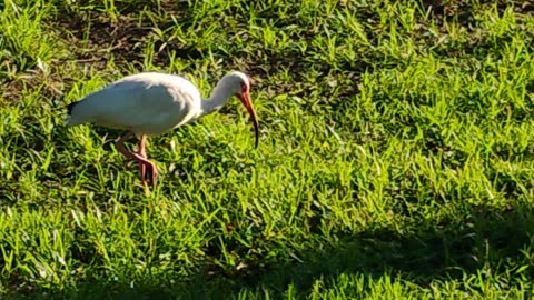 Park duck's