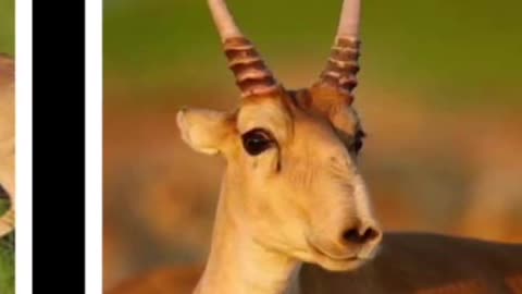 SAIGA ANTELOPE