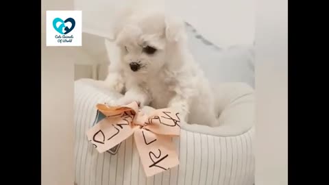 Funny baby animals video