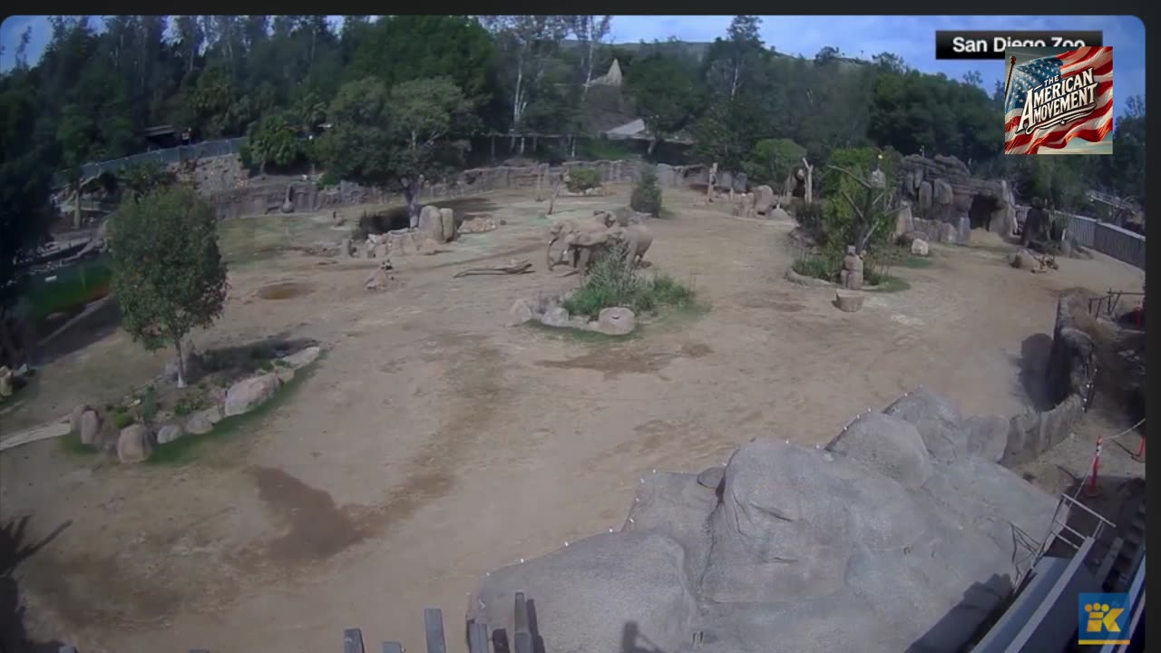 Elephants form "alert circle" to protect young during San Diego earthquake