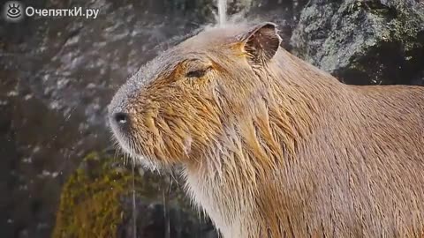The most peaceful animal