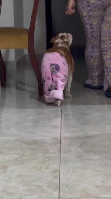 Dog and Owner Have a PJ Party