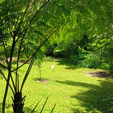 17.10.2025 Greater Egret