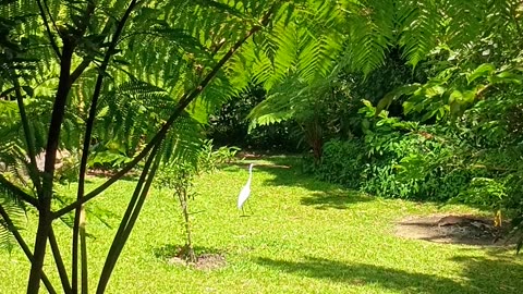 17.10.2025 Greater Egret