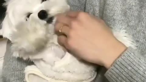 Fun Animals