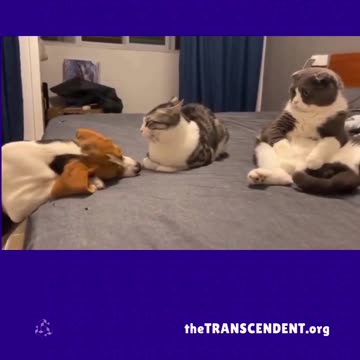 Cat & Dog things! theTRANSCENDENT