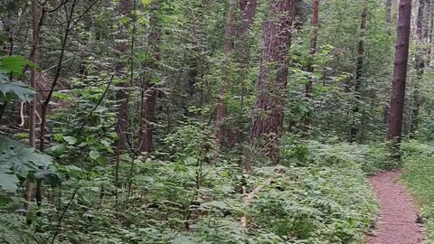 Lost in Woods: Pure Birdsong Bliss 🌳🐦