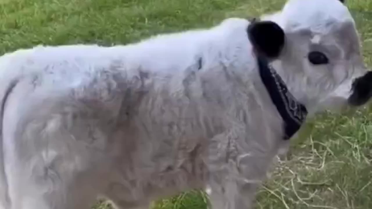 Only Cute Stuff