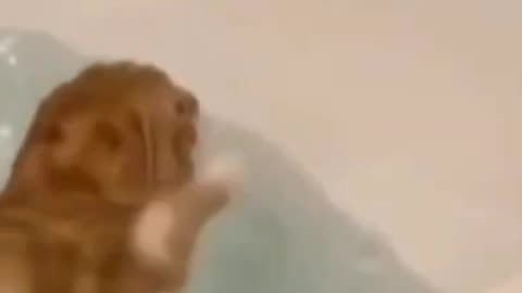 Falling cat in water 🤣🤣