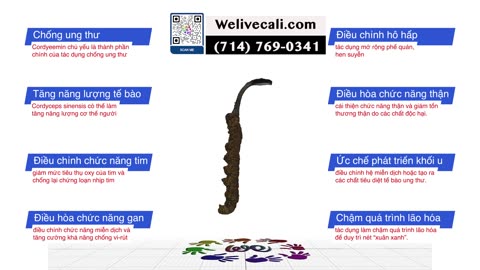 Đông Trùng Hạ Thảo Nepal | Nhi_[714] 769-0363 | #welivecali #nepal #NepalCordyceps