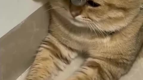 If you are watching this video, know that God has made you the guardian angel of a hungry cat💝
