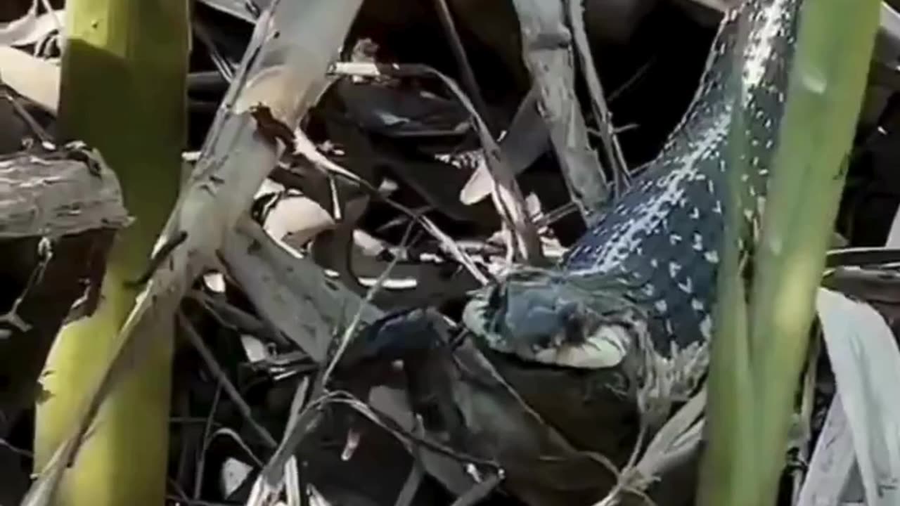 BRUTAL & SHOCKING! Savage Animal Moments Caught on Camera 27😱🔥