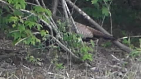 Hen Turkey With Little Poults!