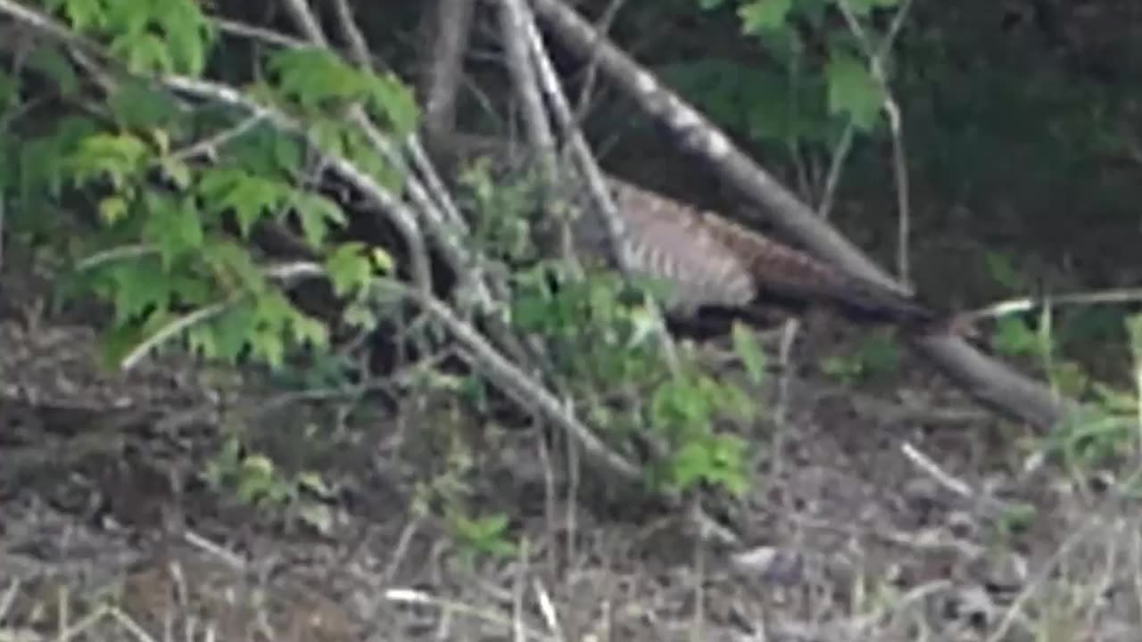 Hen Turkey With Little Poults!