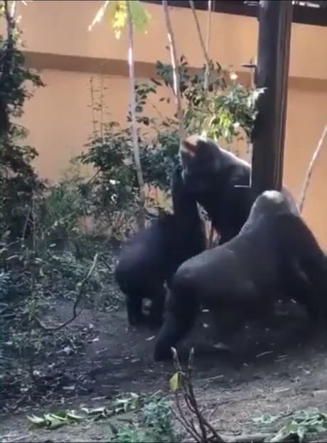 This is how a female gorilla courts a male