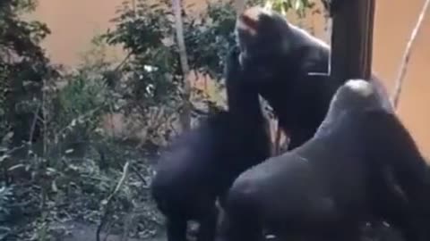 This is how a female gorilla courts a male