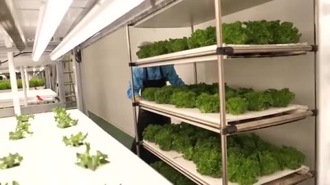 farming is science. process of growing fresh vegetables by Korean scientists.