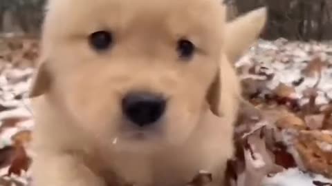 So cute puppy 🥰🐶