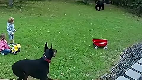 Dog saved babies life