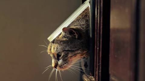Cats at the Door: Love or Surveillance?