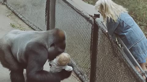 Gorilla