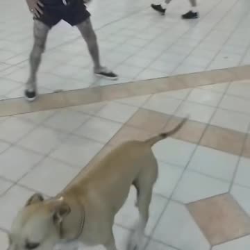 Send this bloke to the next Olympics