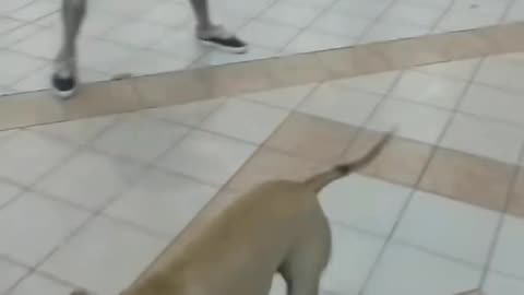 Send this bloke to the next Olympics