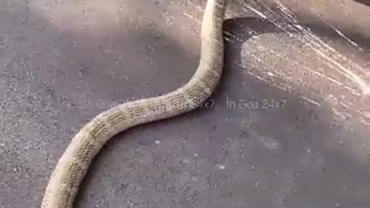 🧍♂️🐍 Man Fearlessly Handles Giant Snake on the Road!