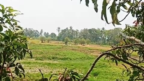 The Joy of Harvest: A Mango Picking Adventure"