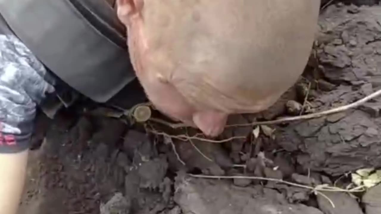 0:10 control in the head of a pig that showed signs of life