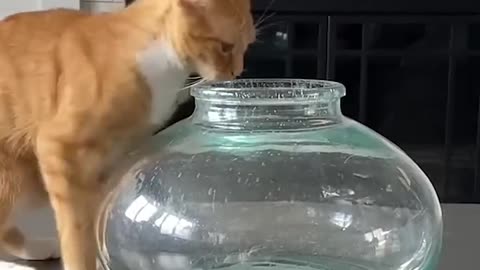 Lustige Katzen