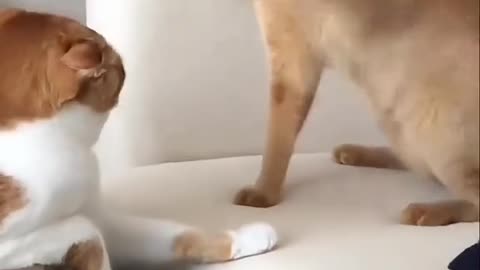 Dog's Comedy Videos 🤣 so cute videos 😍 funny videos 🤣 Live Camera HD 💞