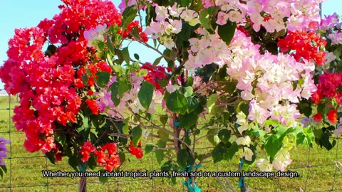 Beltran's Nursery & Landscape in Punta Gorda