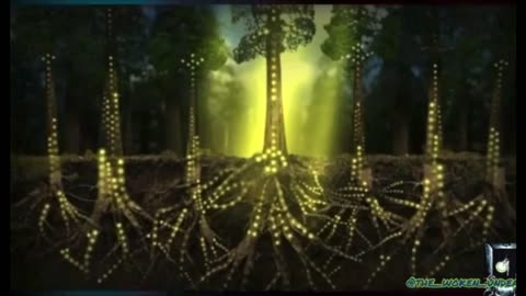 Ancient Tree Root Systems, Mount Meru, and the Agarthan Underworld