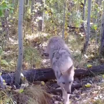 A coyote and a badger going on an adventure together..