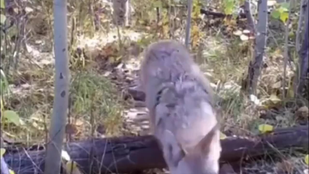A coyote and a badger going on an adventure together..