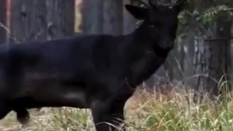 🌲 Majestic Black Deer in the Wild 🦌✨#Deer 🦌 #Wildlife 🌿 #NatureLovers 🍃 #ForestMagic 🌲✨#RareAnimals🖤