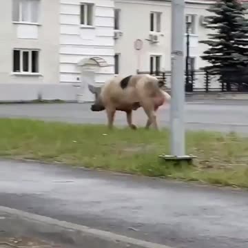 Piggy walks around the city to music