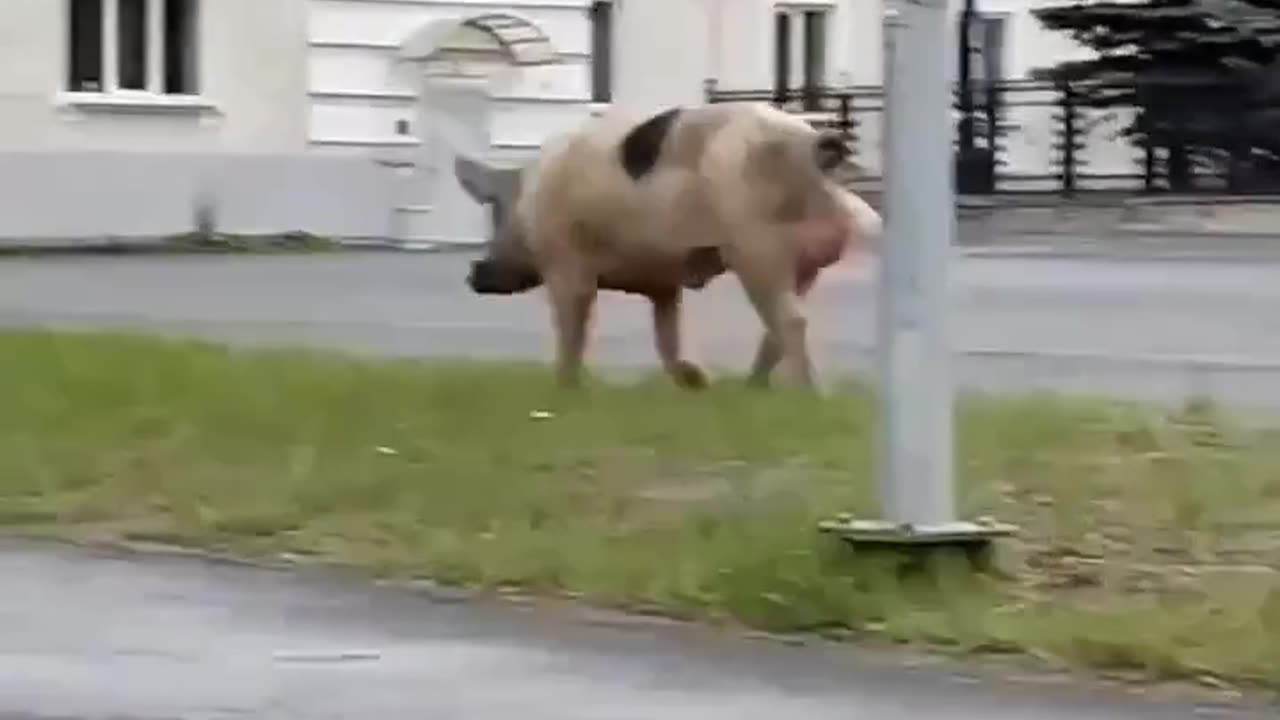 Piggy walks around the city to music